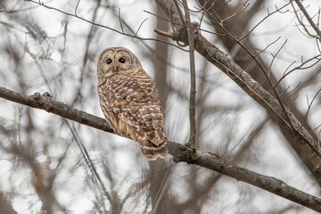 a bird is sitting in the middle of a tree branch