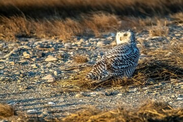 a bird on the ground near dry grass and rocks and hay