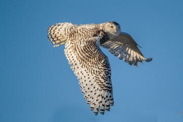an owl soaring in the sky with its wings spread open