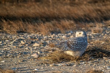 an owl sitting on a dry grassy field in the winter