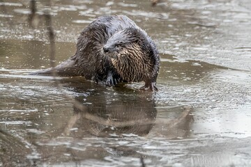 a wet otter is walking in the water looking for something to eat
