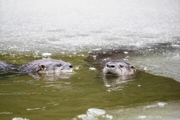 Fototapeta premium two large otters are swimming in the water together and looking to their side
