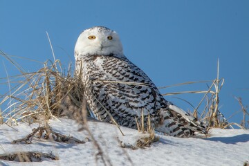an owl is sitting on the snowy hill under the sky