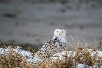 a snowy owl sitting in dry grass next to a building