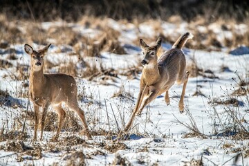 two animals are running through the snow in a field together