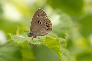 Close-up of a brown butterfly on a green background, Ringlet,  Aphantopus hyperantus