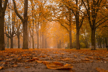 Autumn, Vienna