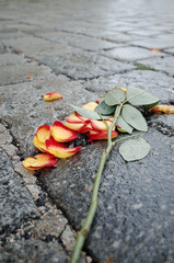 Street Rose