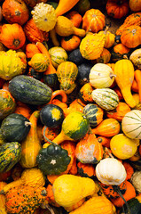 Winter Squash