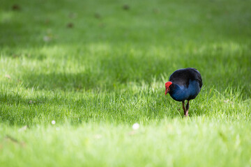 Pukeko, New Zealand