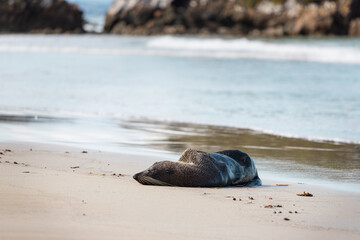 Sealion, New Zealand