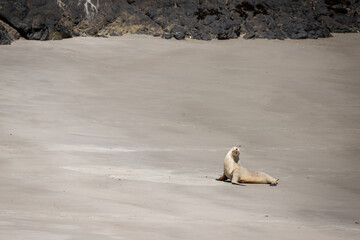 White Fur Seal