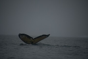 Fototapeta premium Tail of a whale appearing above the surface of a dark sea under a mist-shrouded sky in Antarctica