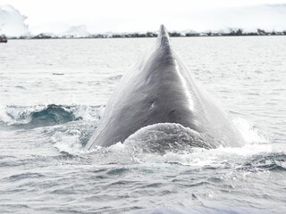 Whale appearing above the surface of a quiet sea under bright sunlight in Antarctica