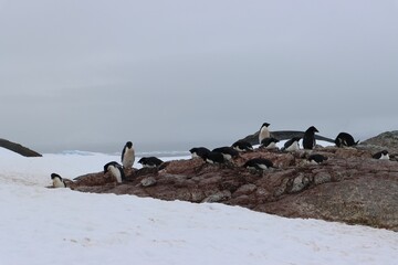 Naklejka premium Landscape shot of a penguin colony walking in the snow under the white sky