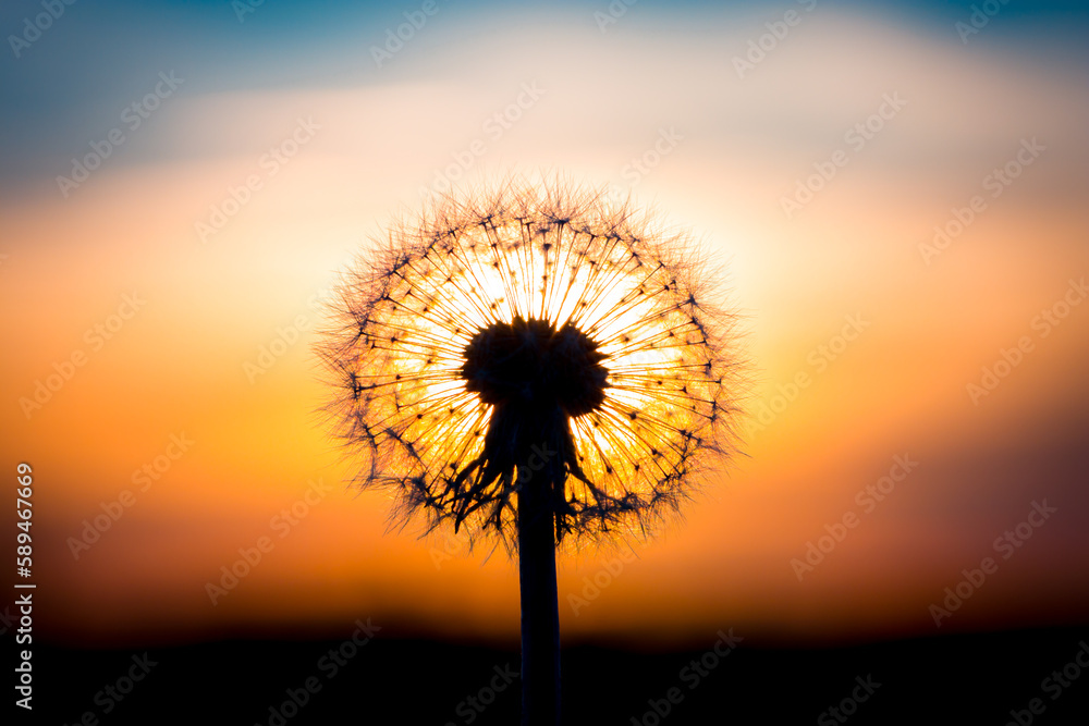 Wall mural Dandelion flower with sunset