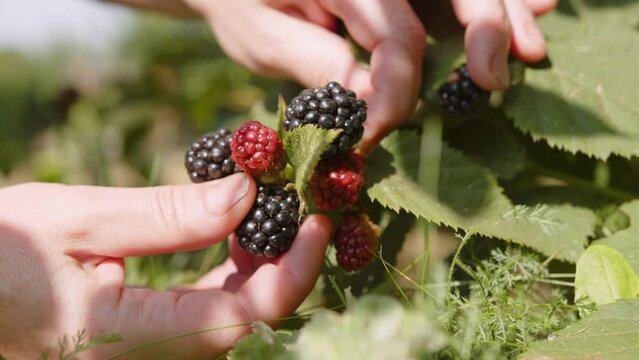 Female hands of farmer picking blackberries from bush in garden 