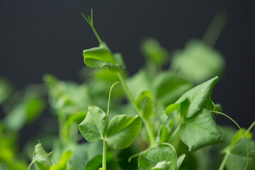 Close-up of peas micro greens on black background, macro. Organic vegan food