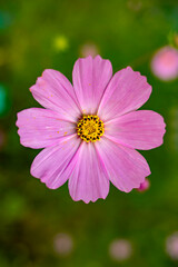 Obraz premium Close-up bright flower in the summer garden. A flower with pollen on the petals. View from above. Vertical image.