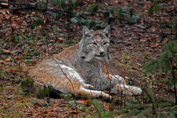 Lynx boreal, Lynx lynx