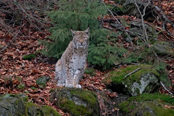 Foto op Canvas Lynx boreal, Lynx lynx © JAG IMAGES