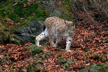 Lynx boreal, Lynx lynx
