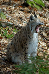 Lynx boreal, Lynx lynx