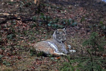 Lynx boreal, Lynx lynx