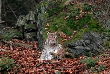 Gordijnen Lynx boreal, Lynx lynx © JAG IMAGES