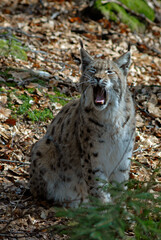 Lynx boreal, Lynx lynx