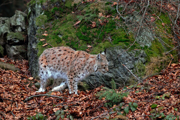 Fototapeta na wymiar Lynx boreal, Lynx lynx