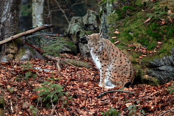 Lynx boreal, Lynx lynx