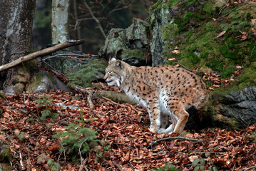 Lynx boreal, Lynx lynx