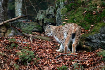 Lynx boreal, Lynx lynx