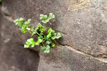 Closeup shot of wild green reeds growing on the side of a rock wall