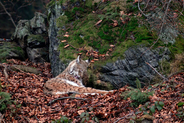 Naklejka na ściany i meble Lynx boreal, Lynx lynx