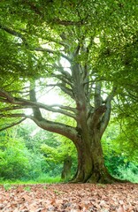 Vertical shot of a beautiful large tree in a lush sunny forest