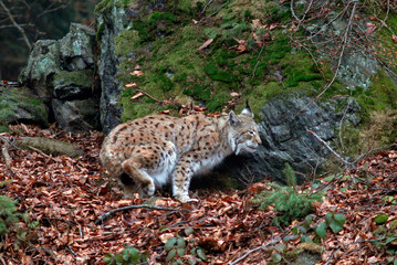 Naklejka na ściany i meble Lynx boreal, Lynx lynx