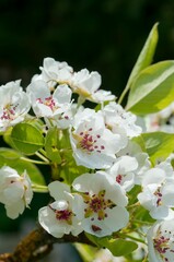 Vertical shot of blooming white cherry blossom flowers on a tree