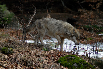 Loup,  Canis lupus