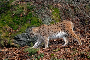 Photo sur Aluminium Lynx Lynx boreal, Lynx lynx