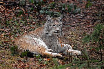 Lynx boreal, Lynx lynx