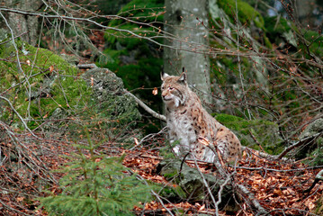 Lynx boreal, Lynx lynx