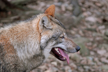 Loup,  Canis lupus