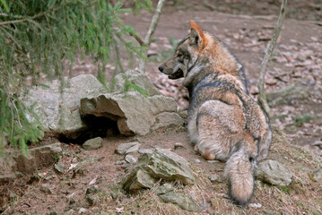 Loup,  Canis lupus