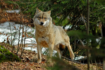 Loup,  Canis lupus