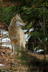 Loup,  Canis lupus