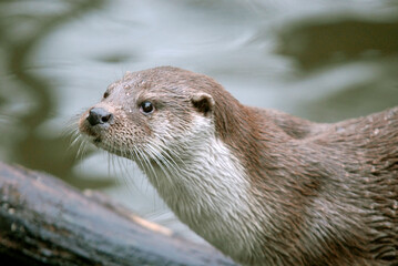 Loutre d'europe, Lutra lutra