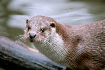Loutre d'europe, Lutra lutra