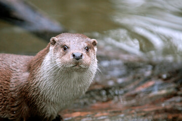 Loutre d'europe, Lutra lutra